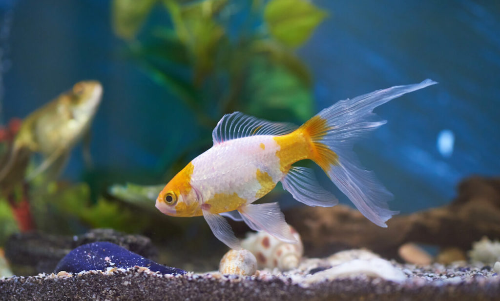 Goldfisch Aquarium