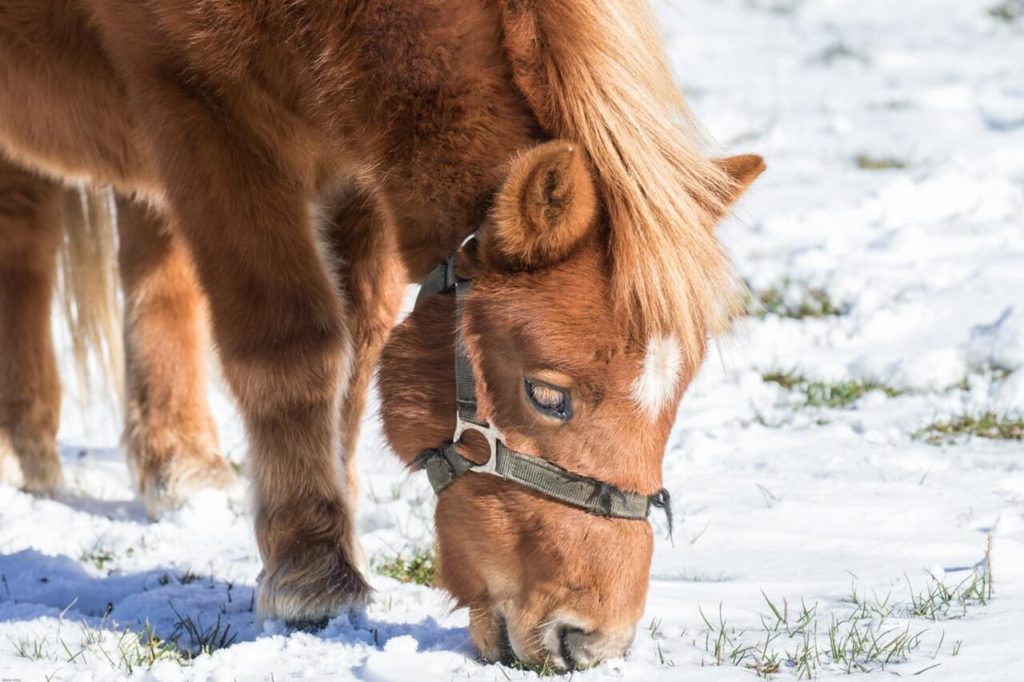 Hackney Pony