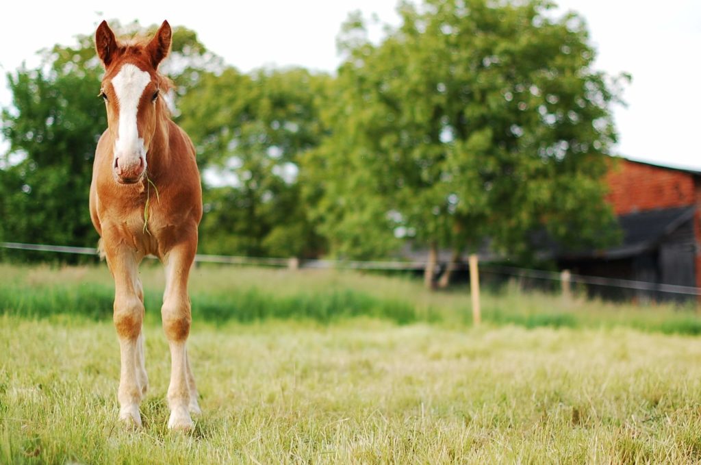 Hackney Pony