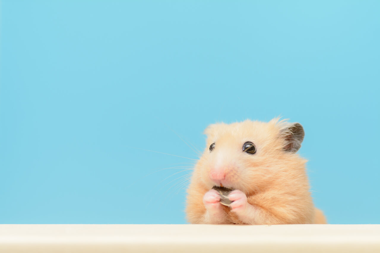 Hamster Futter