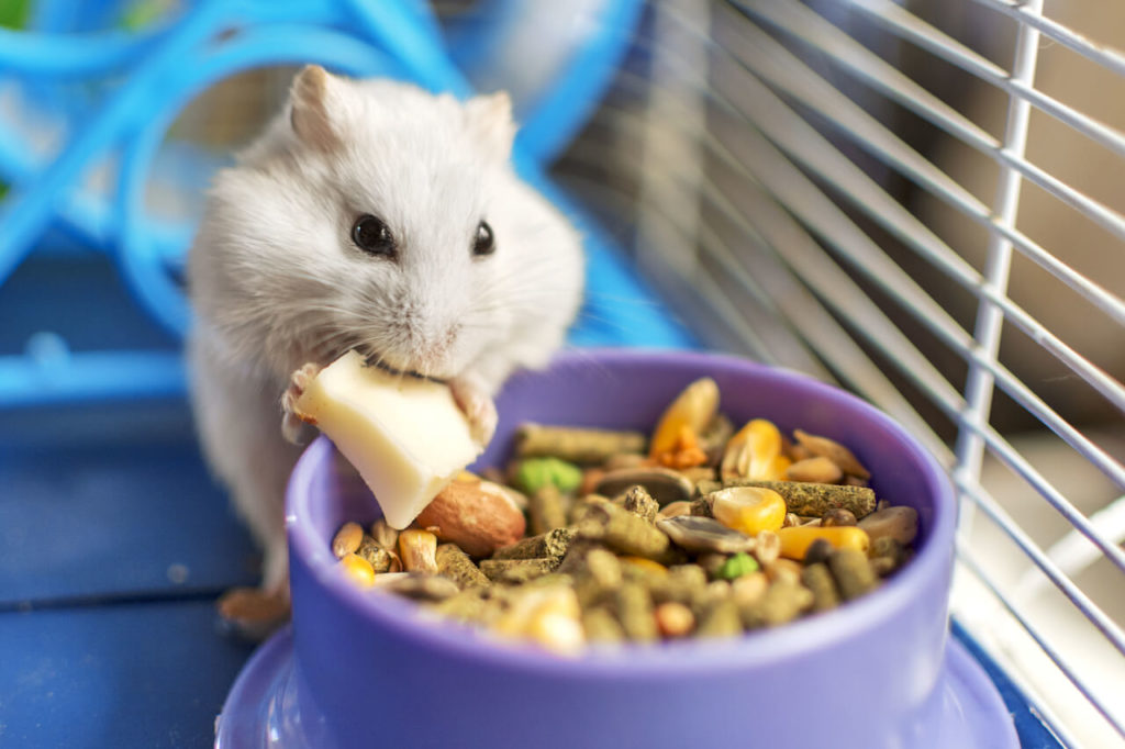 Hamster Futter