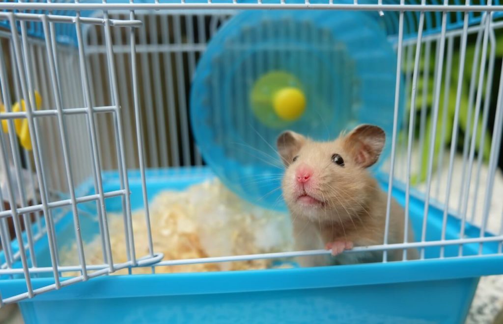 Hamster Haltung