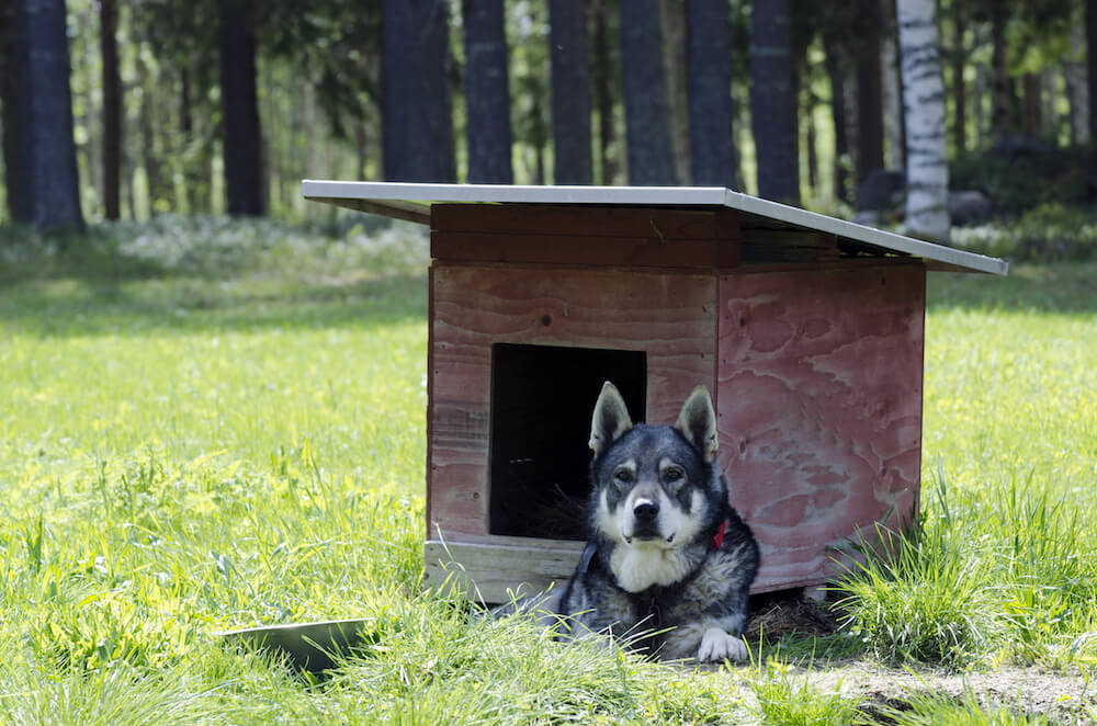 Jämthund