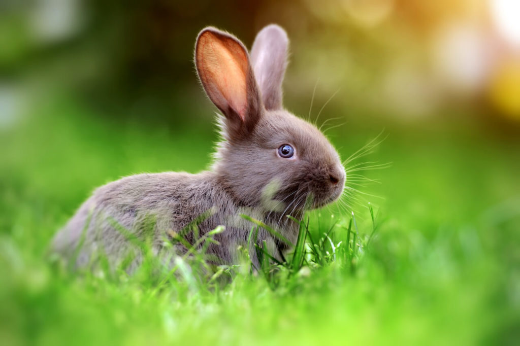 Kaninchenhaltung