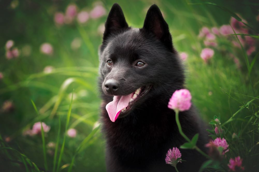 Karelischer Bärenhund