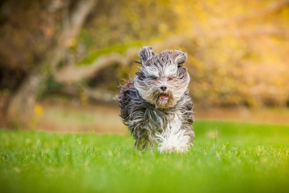 Katalanischer Schäferhund