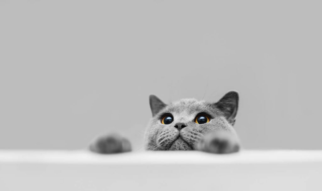Katzen erziehen