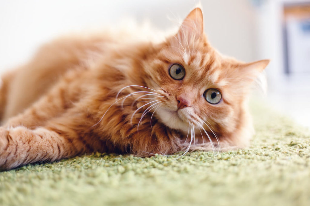 Katzenschnupfen