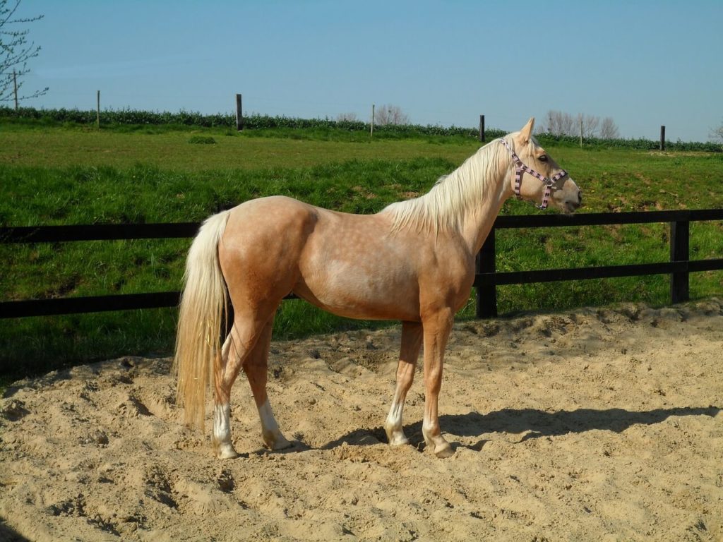 Kinsky