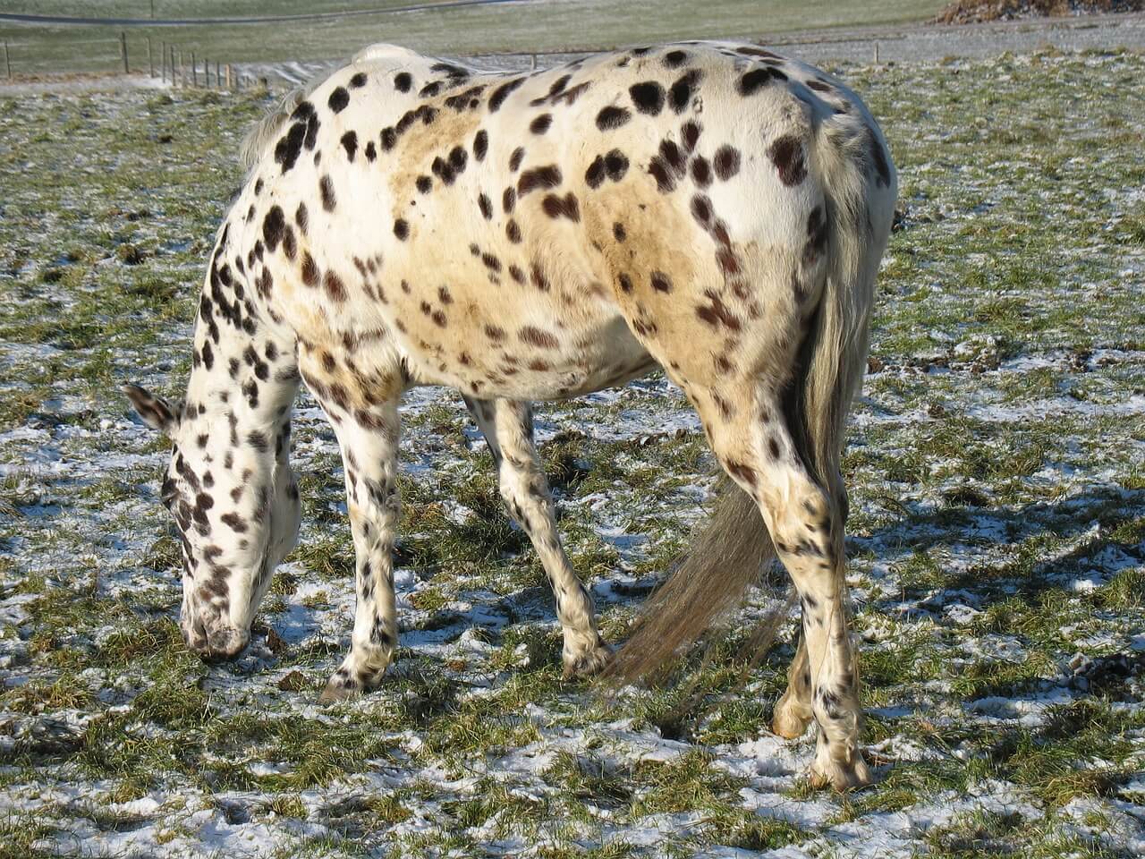 Knabstrupper