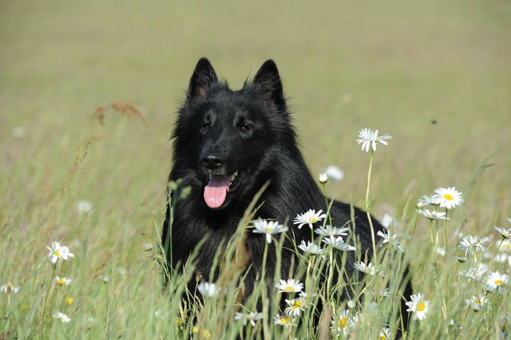 Altdeutscher Schäferhund