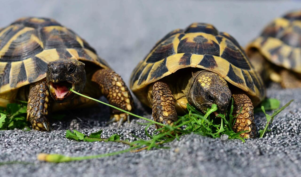 Landschildkröten Haltung