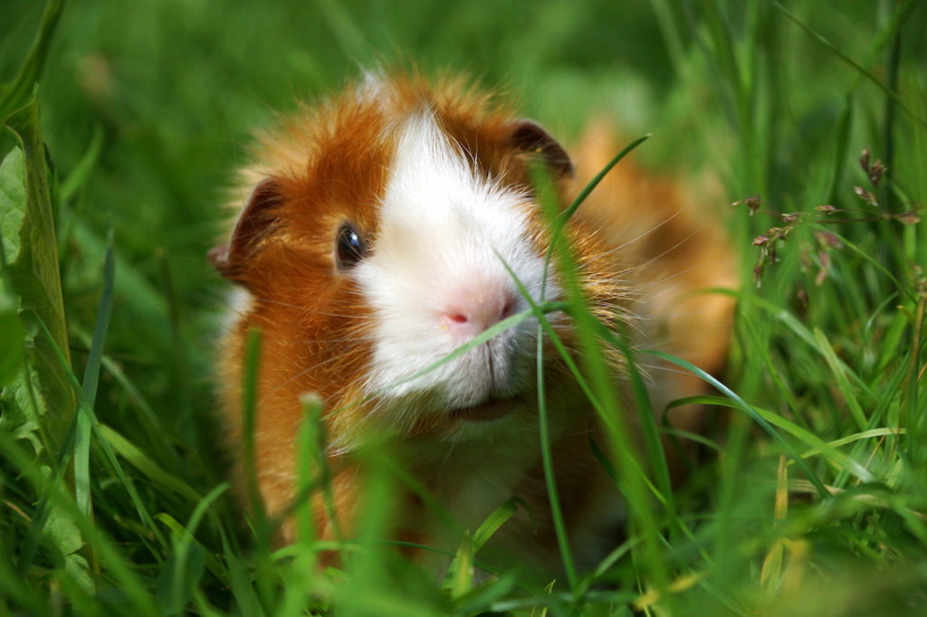 Meerschweinchen Gehege