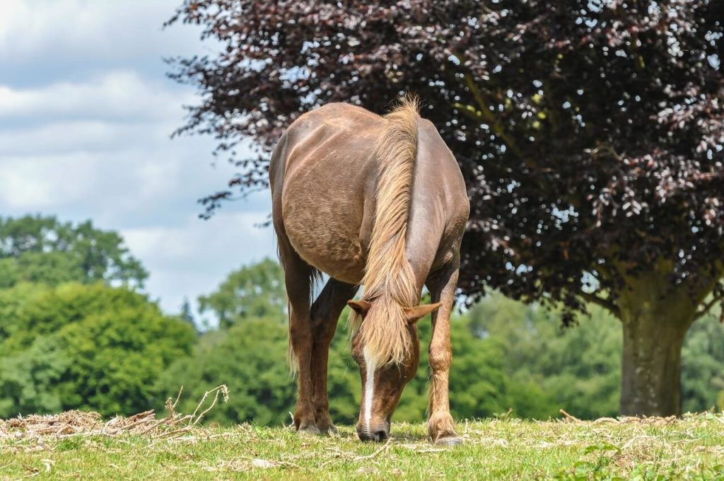New Forest Pony 