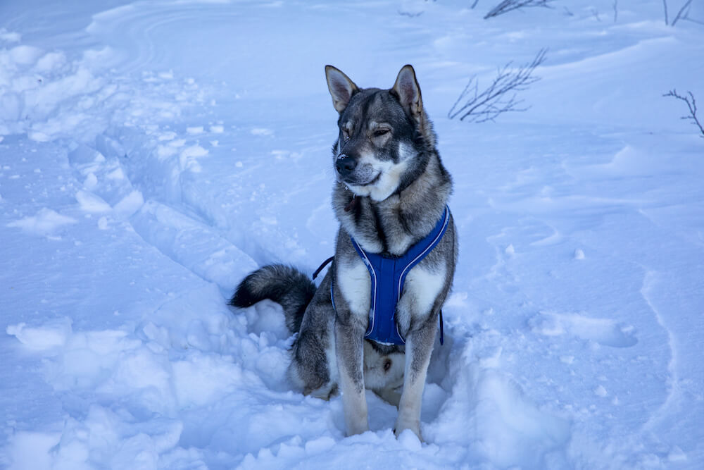 Norwegischer Elchhund