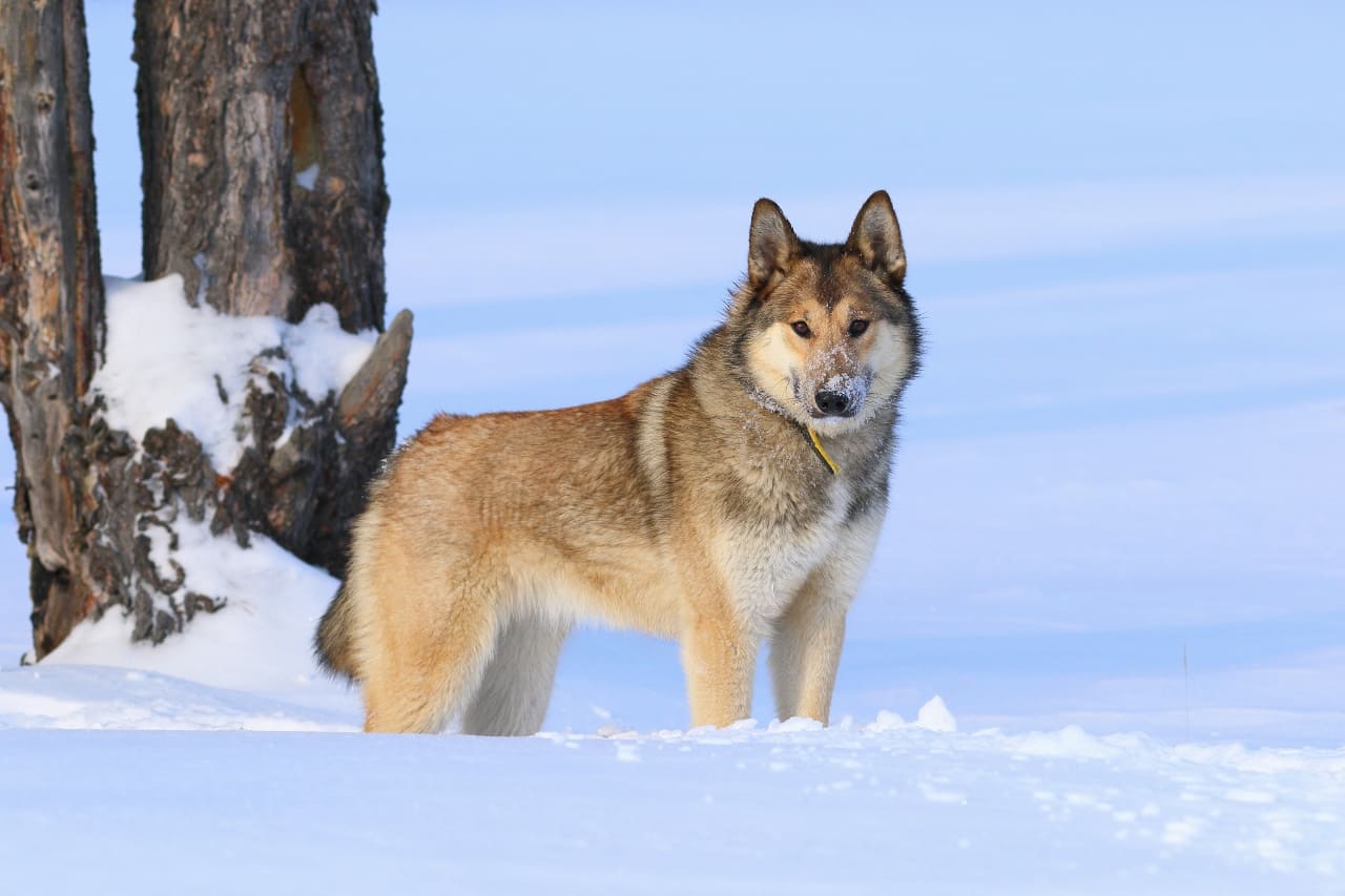 Ostsibirischer Laika
