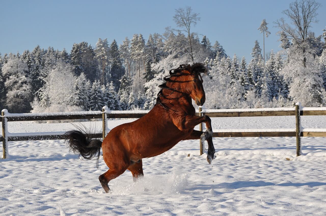 Paso Fino