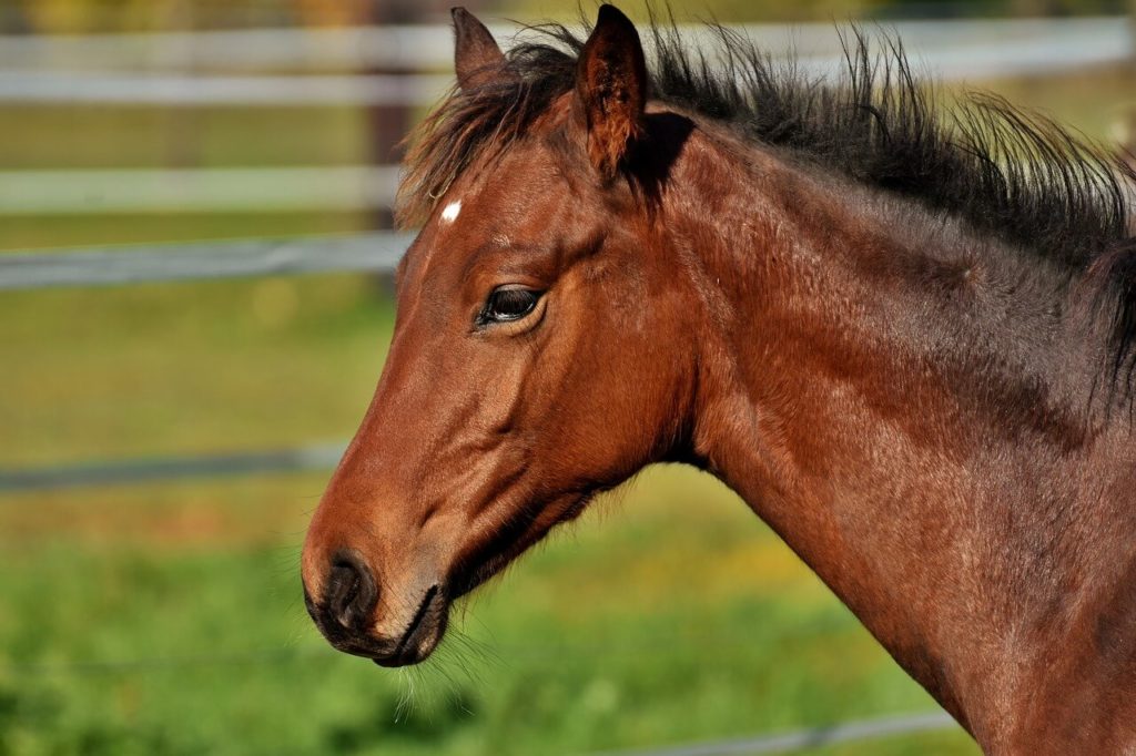 Paso Fino 