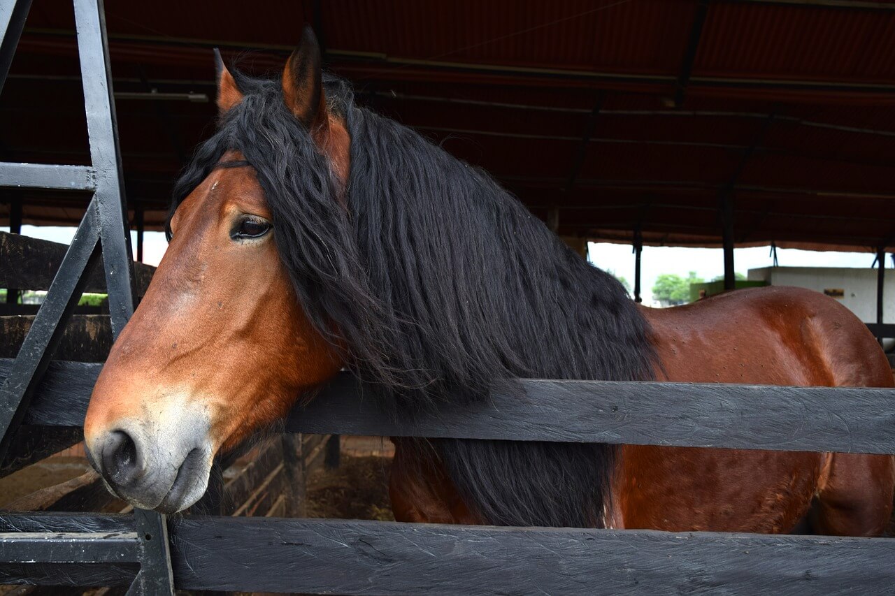 Percheron pferd