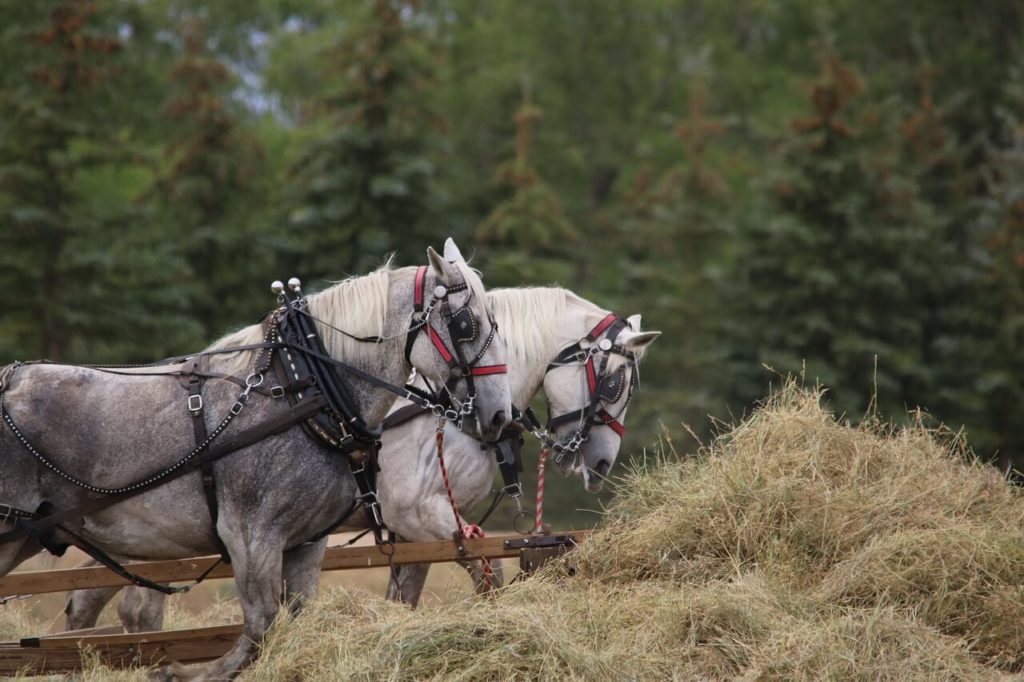 Percheron pferd