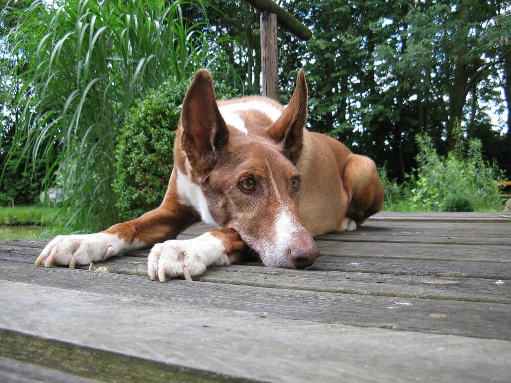 Pharaonenhund