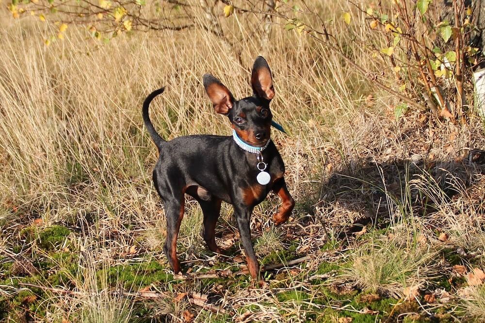 Deutscher Pinscher