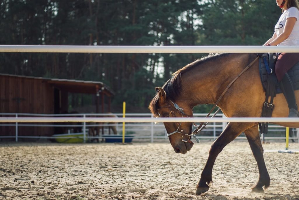 Polo Pony