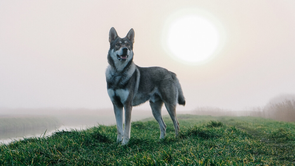 Saarloss Wolfshond