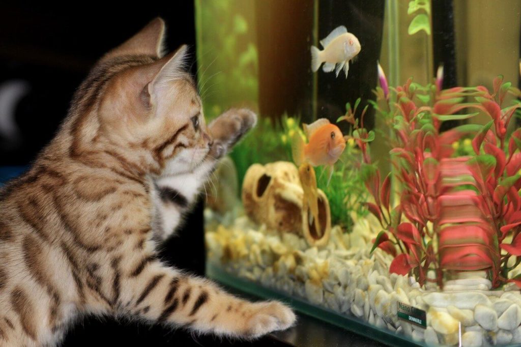 Salzwasseraquarium
