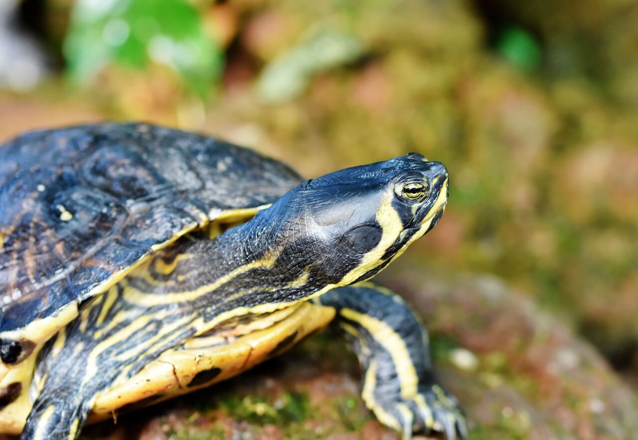 Neuware Schildkröte Wasserschildkröte 20cm lang 