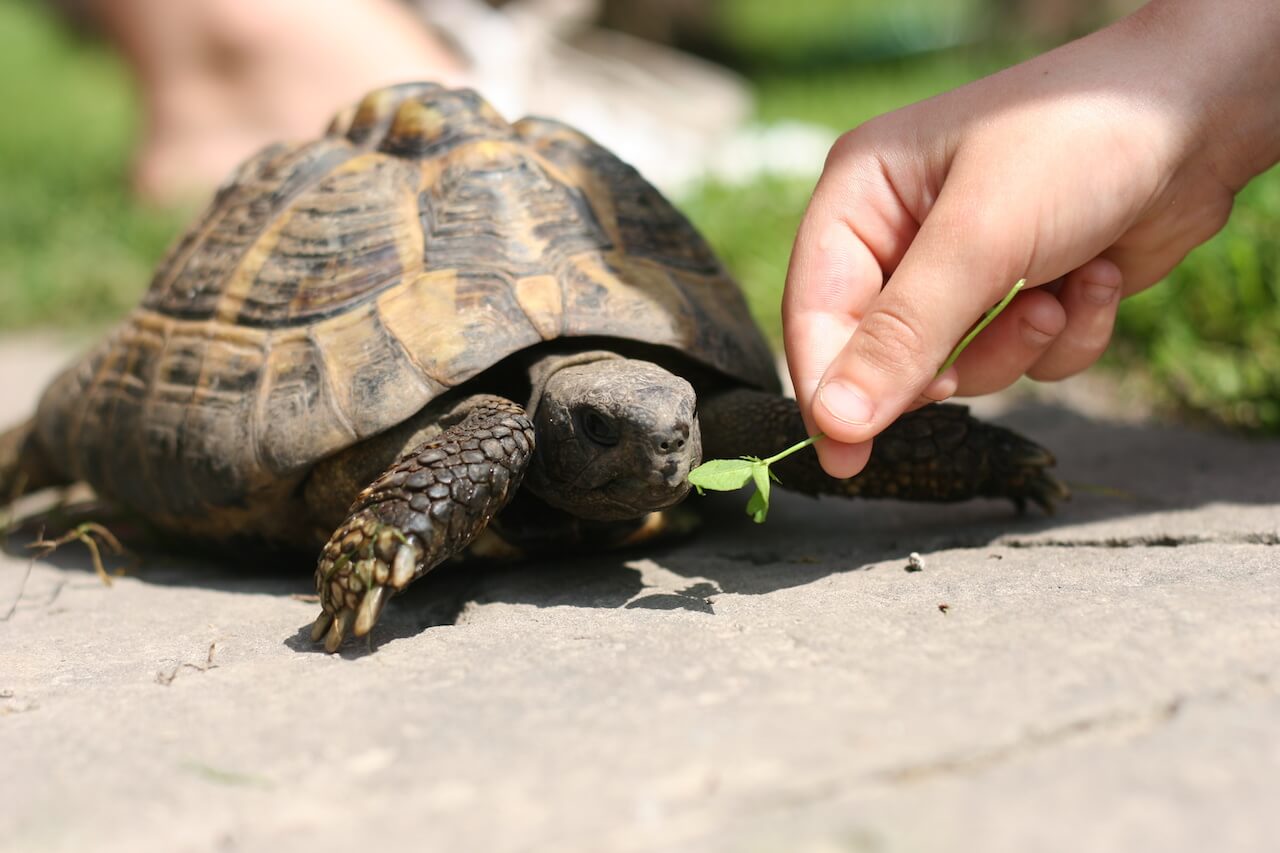 Schildkröten Futter