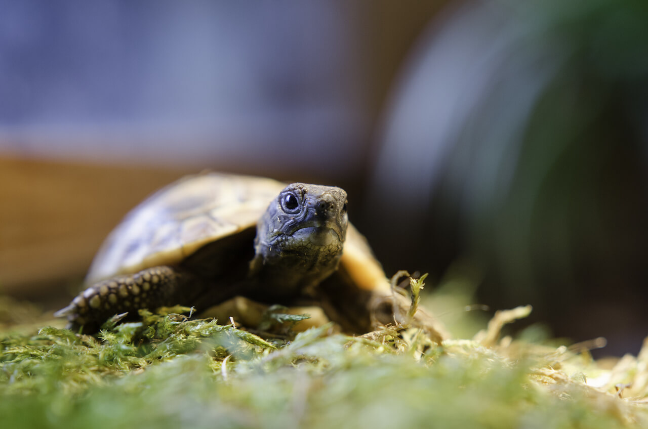 Schildkröten Terrarium