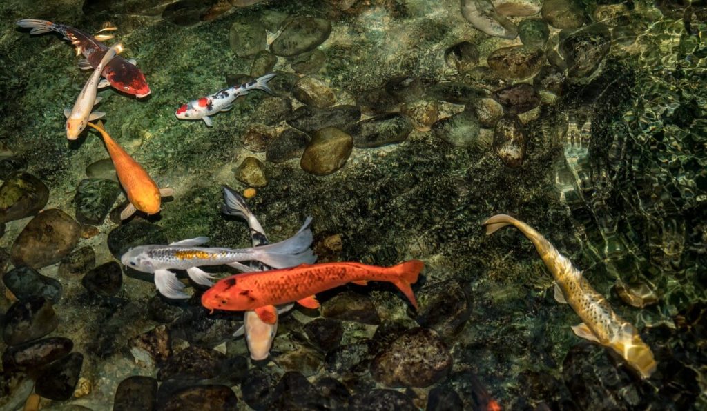 Teichfische
