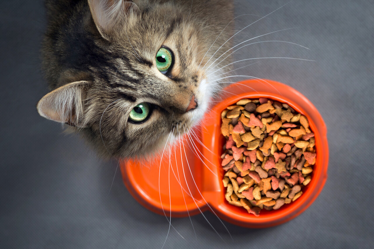 Trockenfutter für Katzen