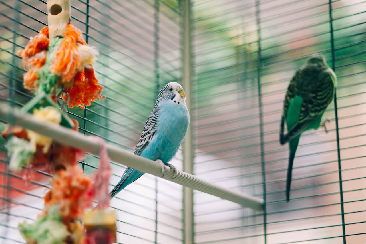 Vogelkäfig