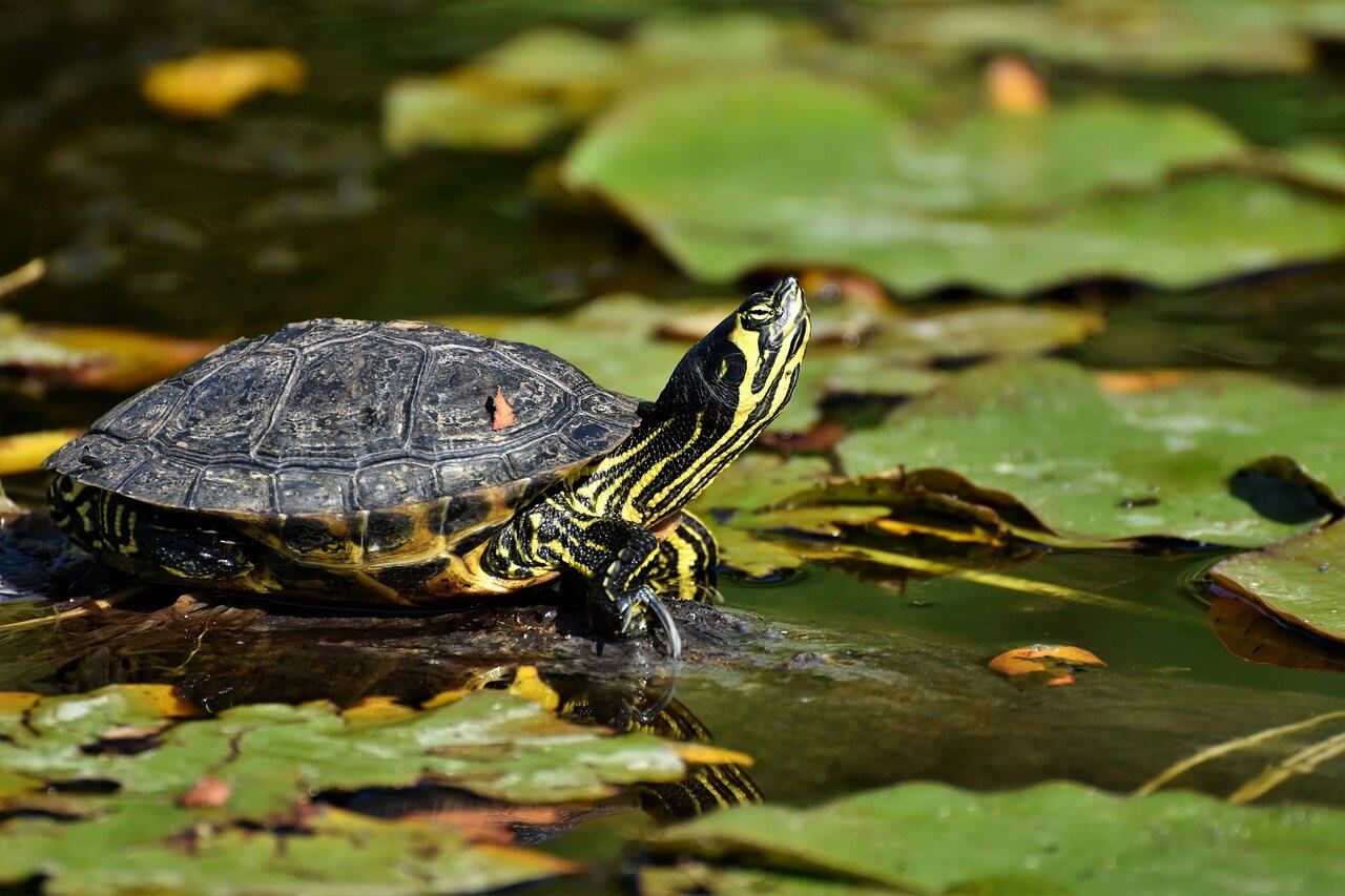 Wasserschildkröte Haltung
