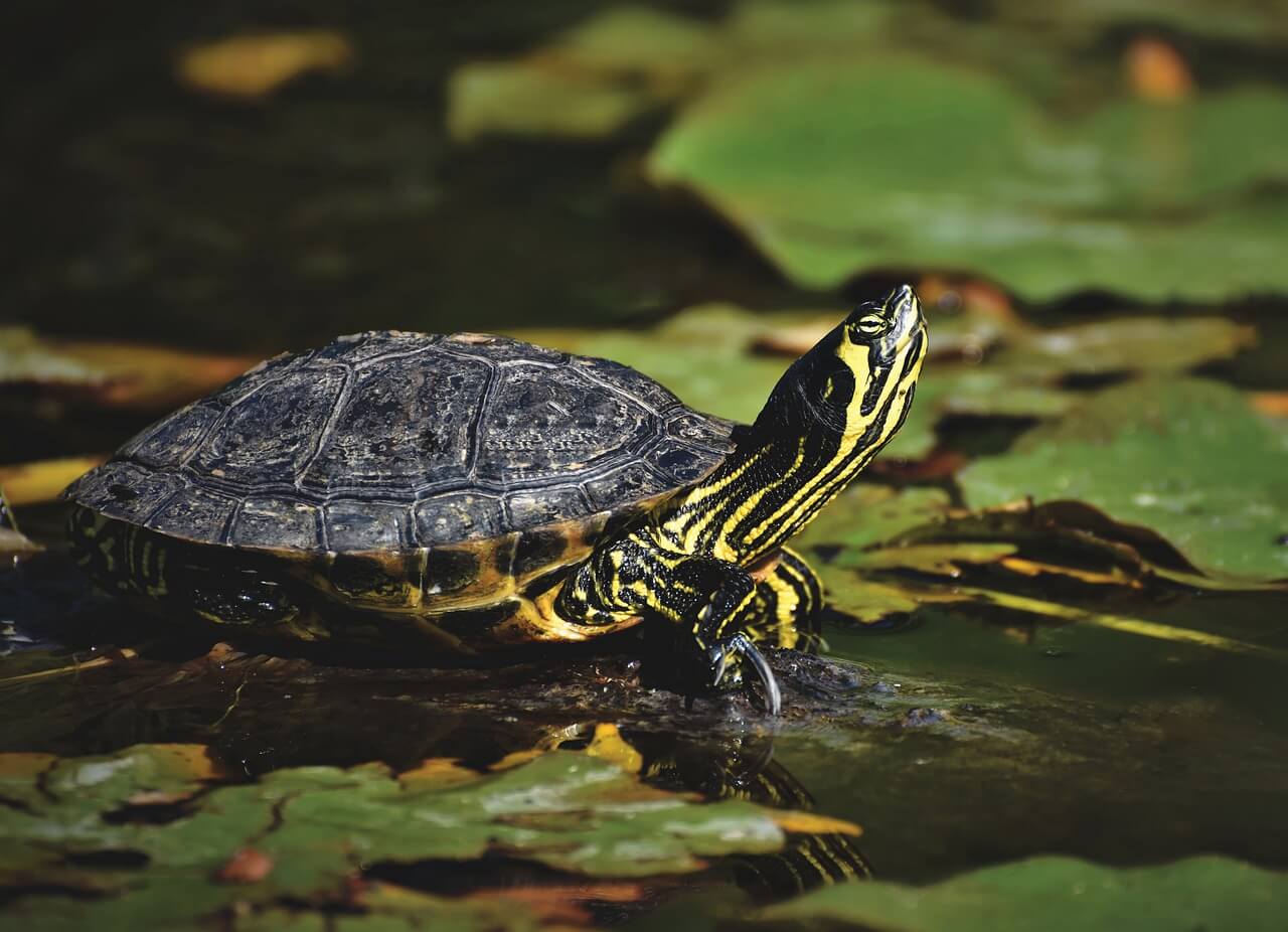 Wasserschildkröten Haltung
