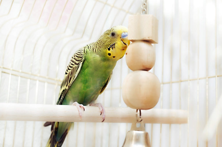 Johnsons Sitzstangen-Abdeckungen Für Vogelkäfige – 8 Stück (insg. 32 Abdeckungen), Für Sitzstangen Mit 1,9 Cm Durchmesser, Ideal Für Nymphensittiche & Co.
