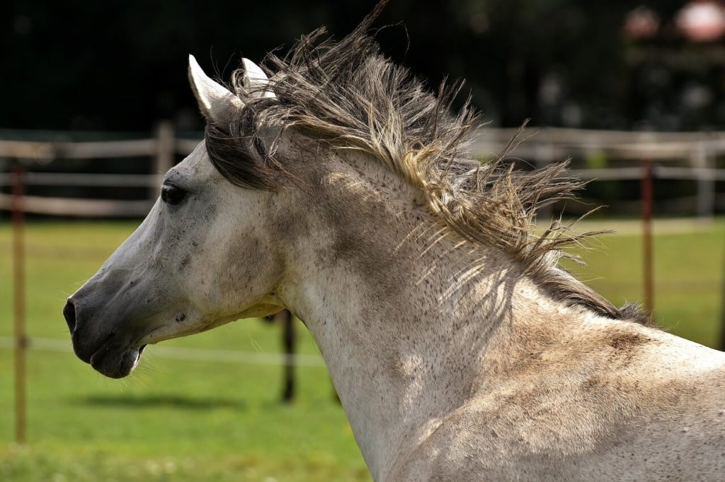 Welsh C pony