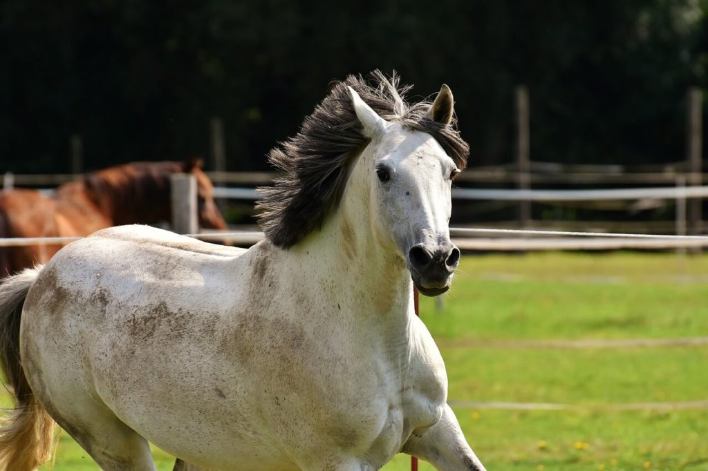 Welsh C pony