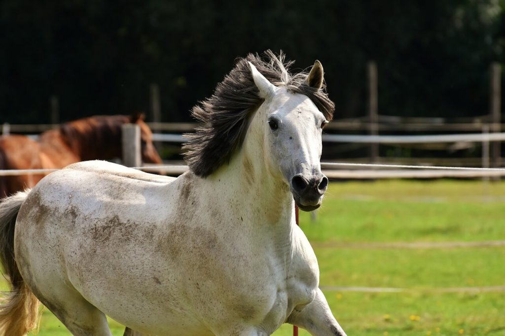 Welsh C pony 