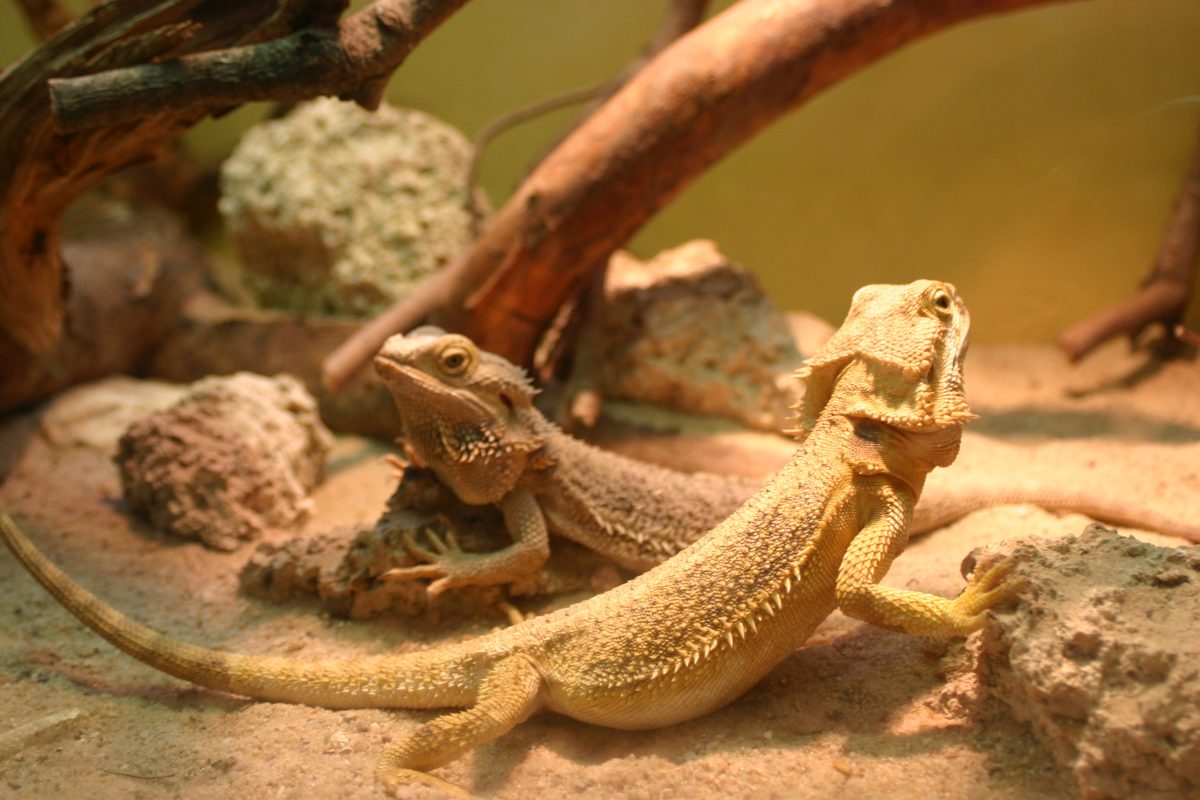 Die Bartagame Haltung und Pflege im heimischen Terrarium