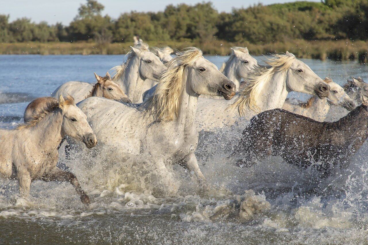 Camargue Pferde
