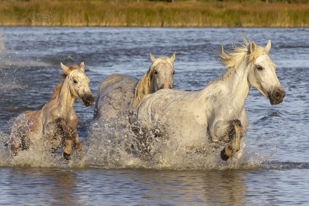 Camargue Pferde