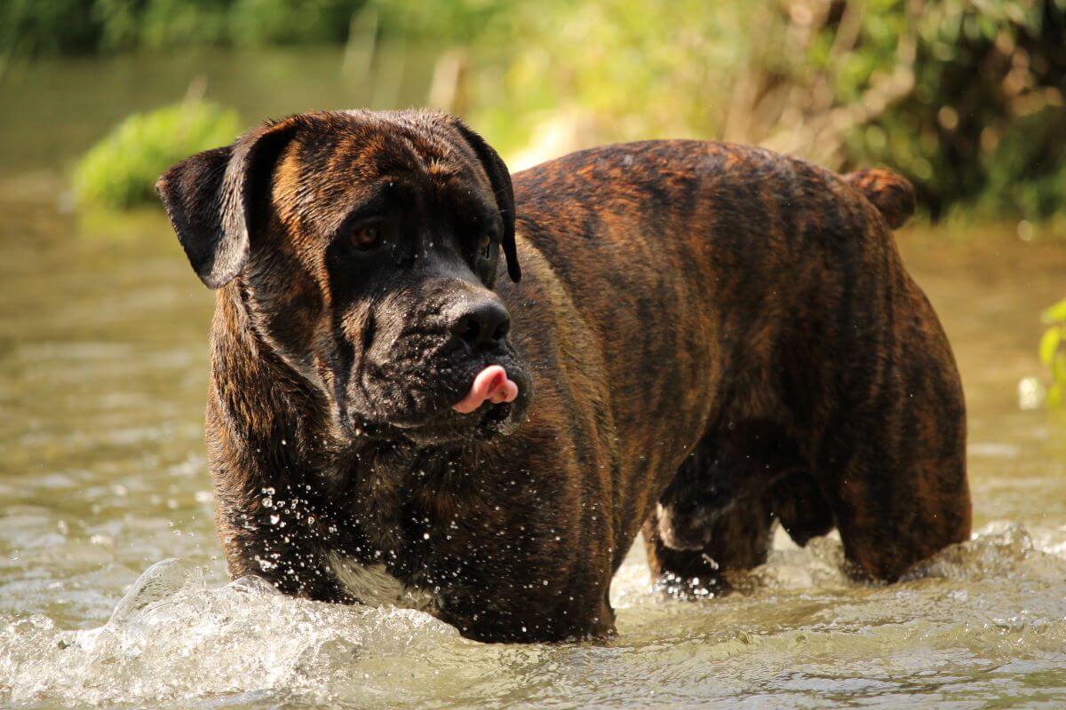 cane corso