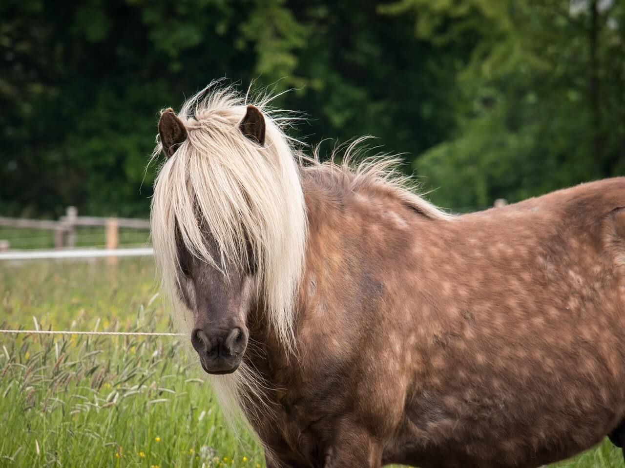 mini appaloosa