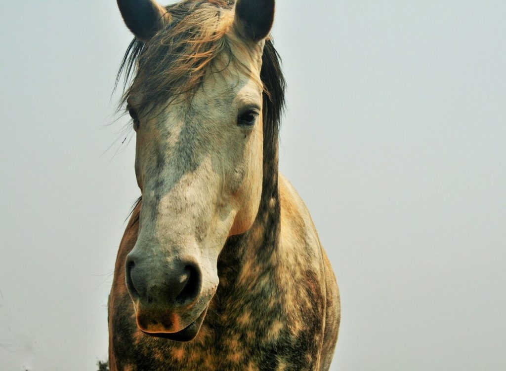 mini appaloosa