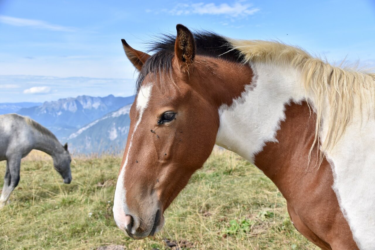 partbred