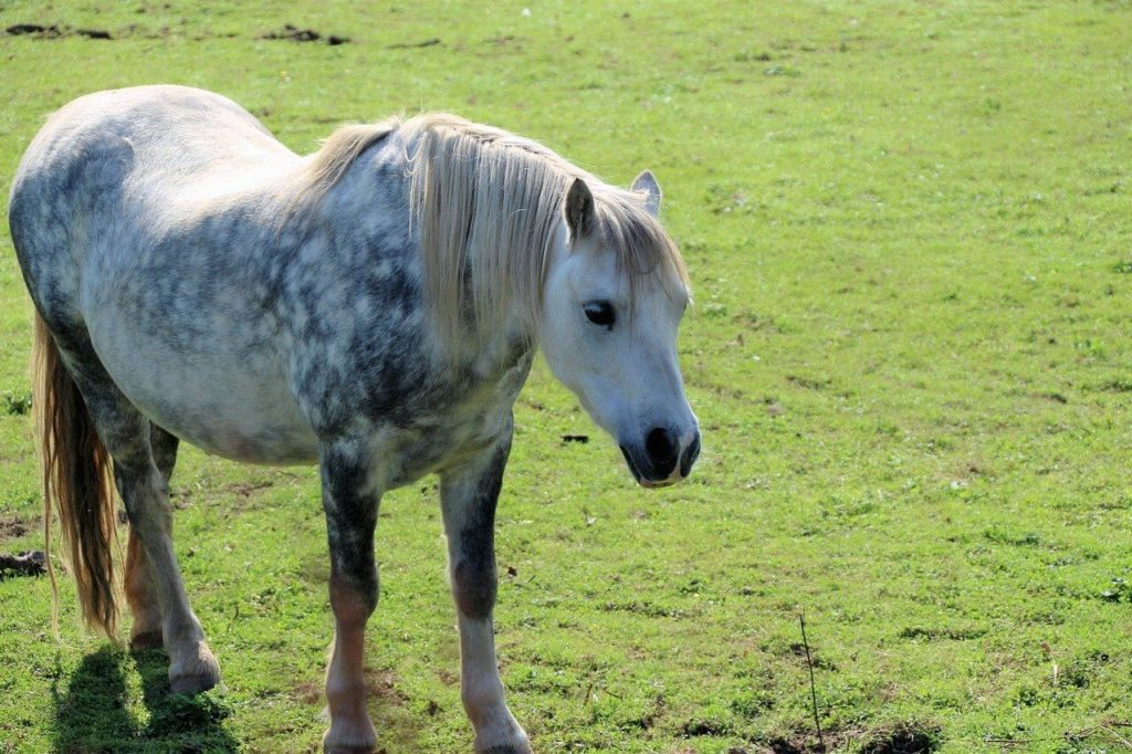 partbred