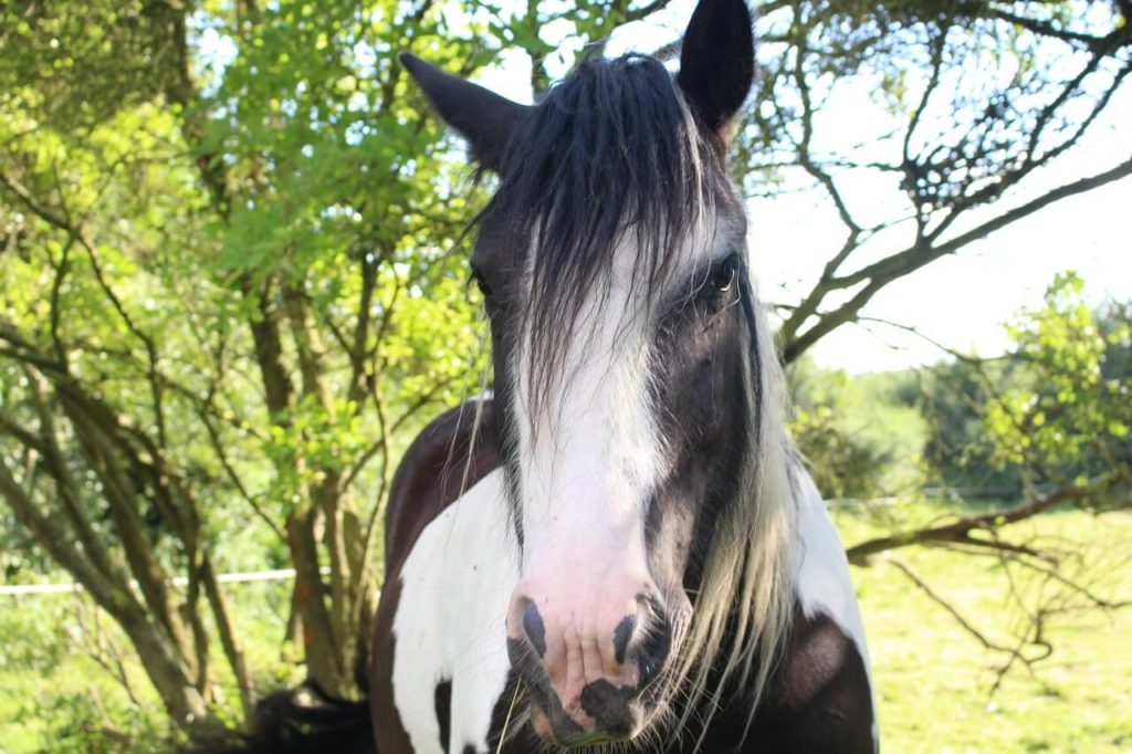partbred